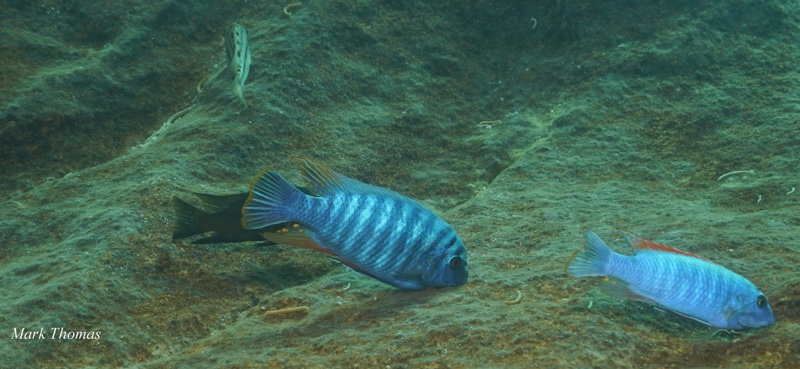 Labeotropheus fuelleborni 'Mitande Reef (Rocks)'